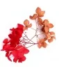 دیزان گل خشک قرمز و قهوه ای FLOWER